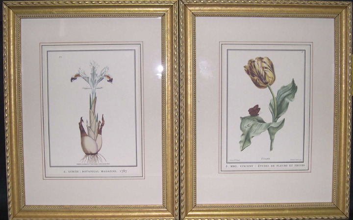 Set of Four Colored Botanical Engravings,