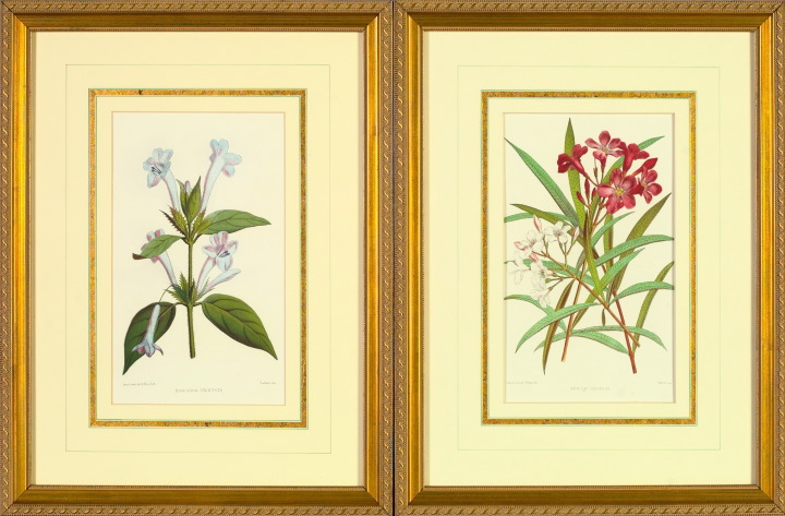 Pair of Late 19th Century Botanical 2e454