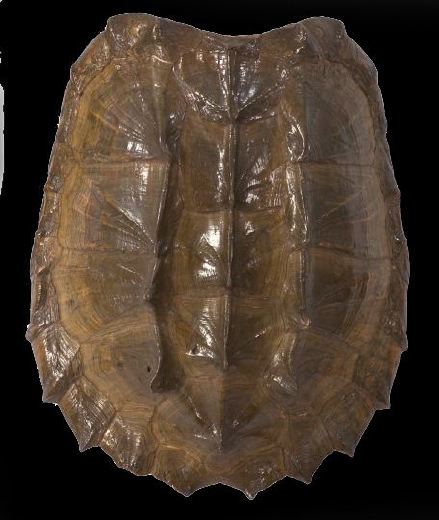 Large Alligator Snapping Turtle Carapace