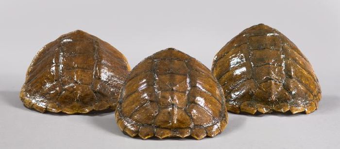 Trio of Clear Lacquered Turtle 2f1d8