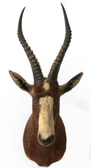 Trophy Head Mount of an African