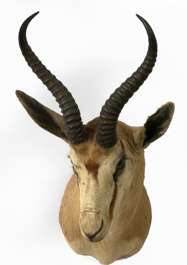 Trophy Head Mount of an African