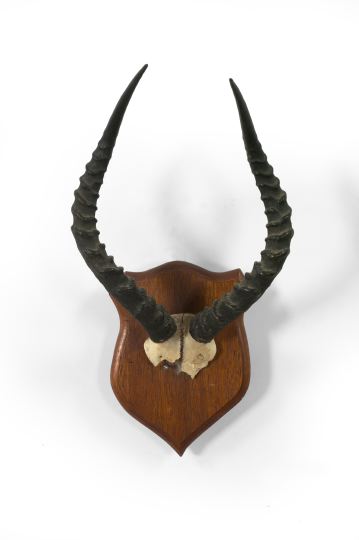 Skull Plate Mount of an African Prong-Horned