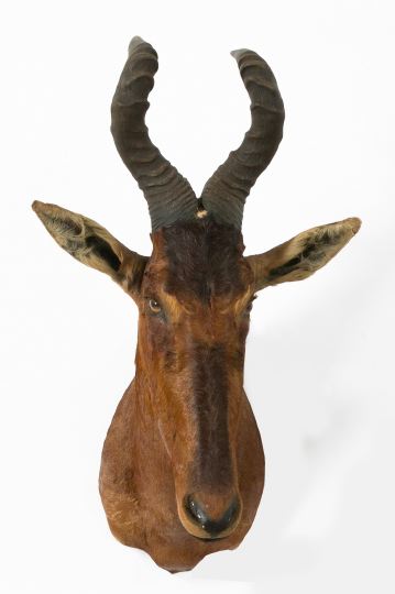 Large African Trophy Head Mount  2f814