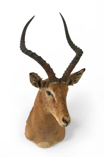 Large African Trophy Head Mount  2f815