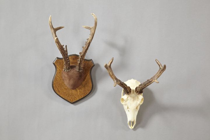 Deer Antlers and Skull,  consisting