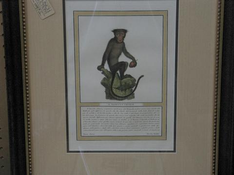 Two  handcolored engravings of monkeys