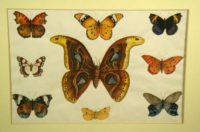(7) Chinese watercolors of butterflies,