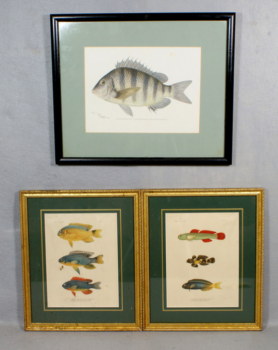Lot of 3 fish prints to include 3df76