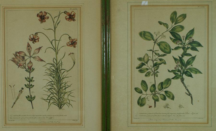 (2) colored flora engravings, Lancake