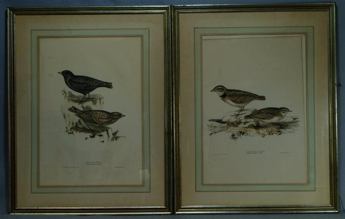 J E Gould 2 colored bird lithographs  3e469