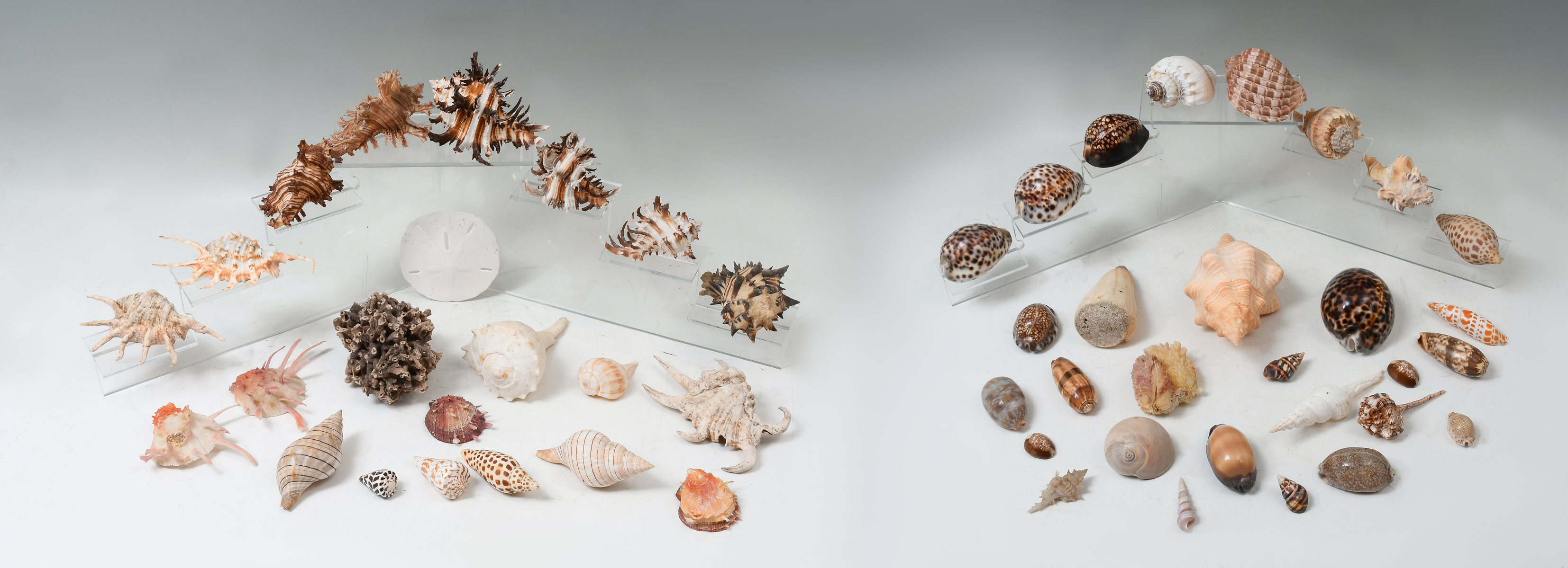 EXOTIC SEASHELL COLLECTION: Comprising;