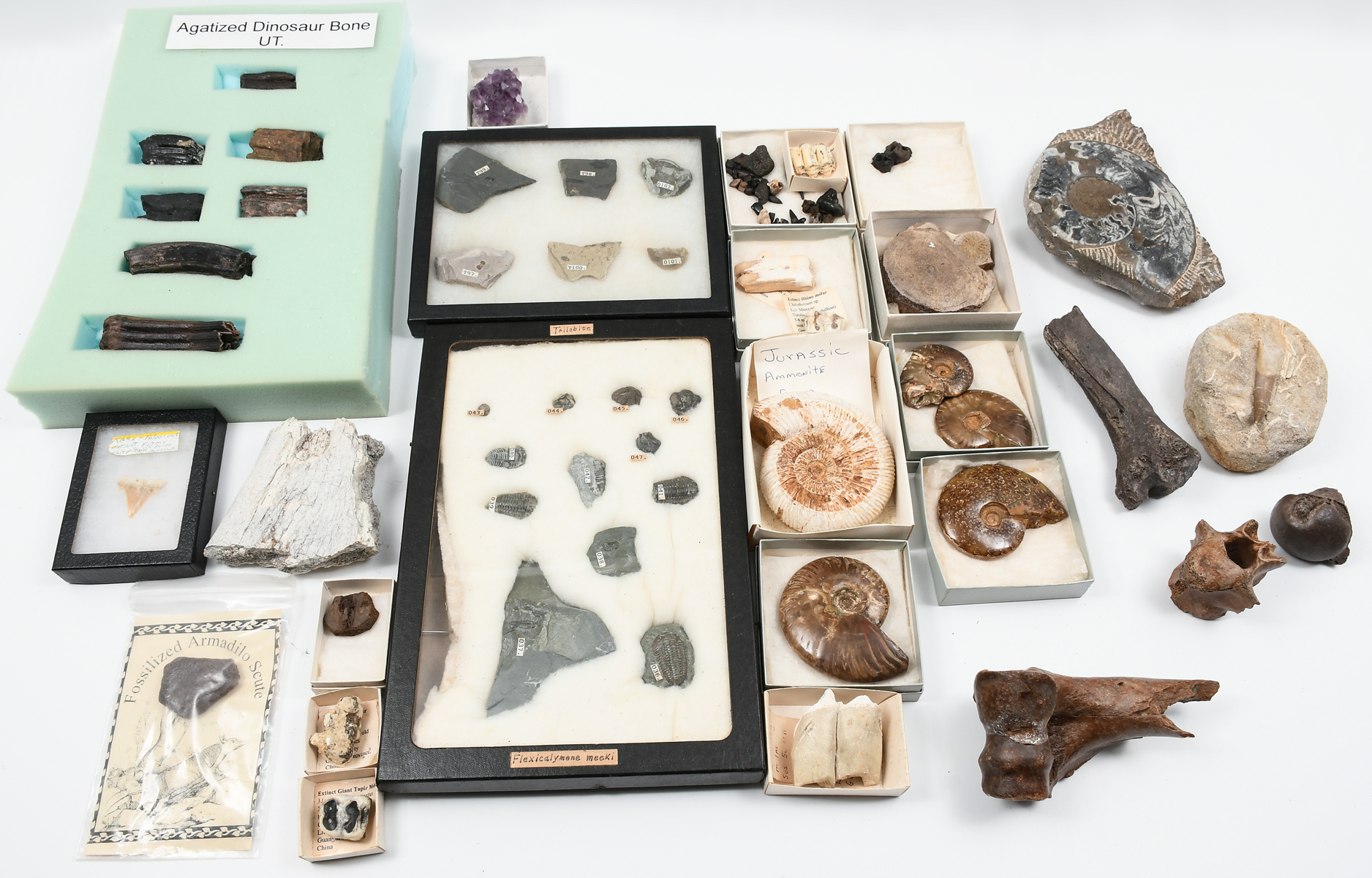 COLLECTION OF DINOSAUR BONES AMMONITES  2765a9