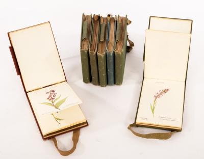 Early 20th Century Botanical Studies a 279869