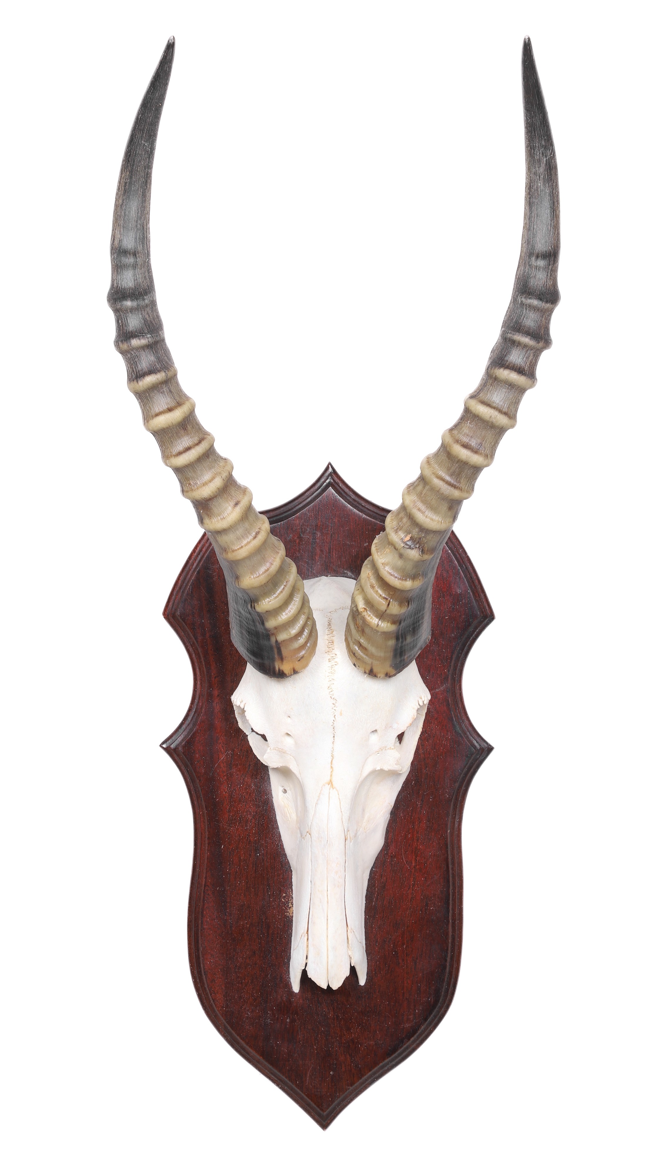 Impala Skull Mount, mounted on