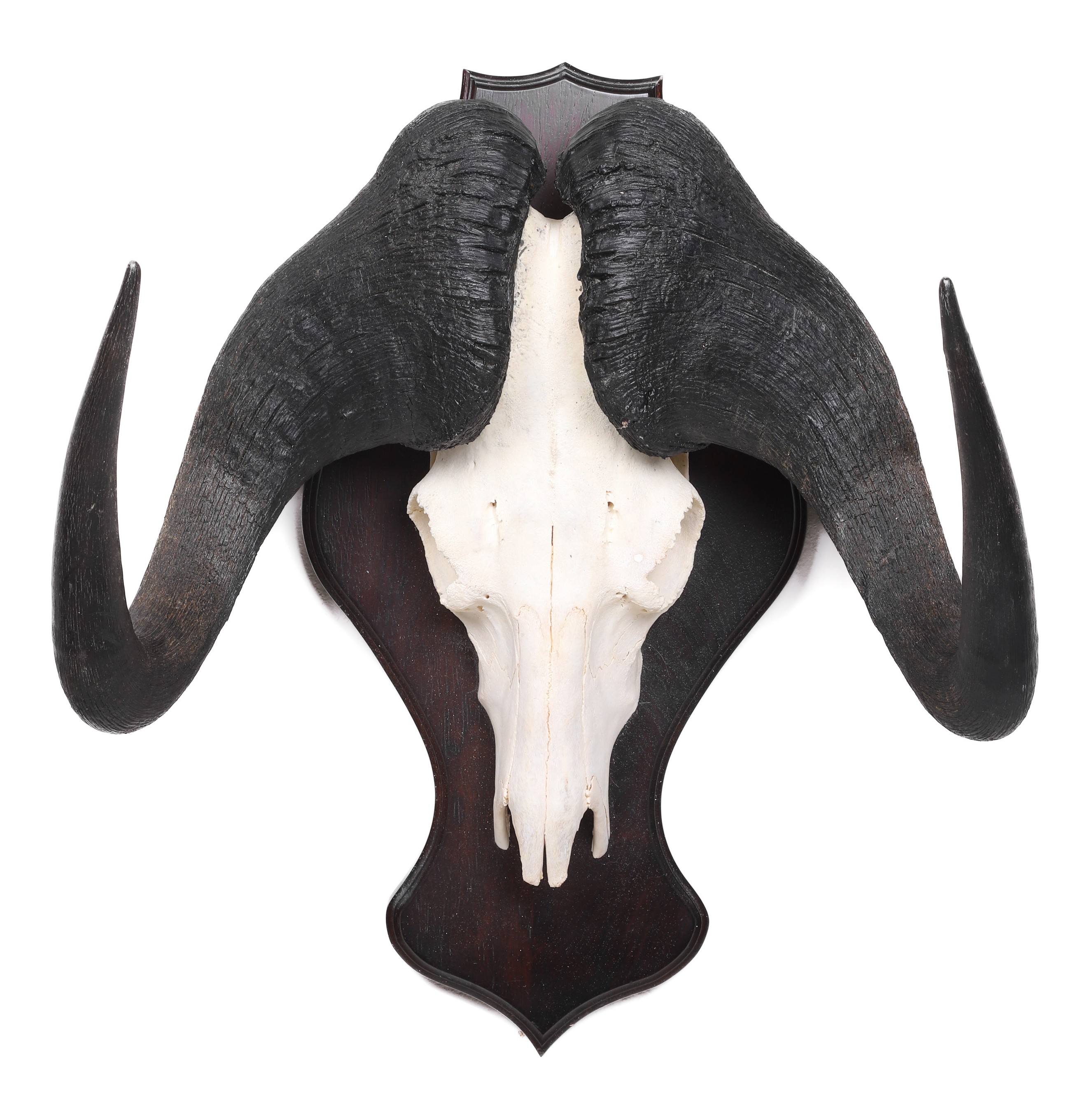 Black Wildebeest Euroshield mount  27a4bf