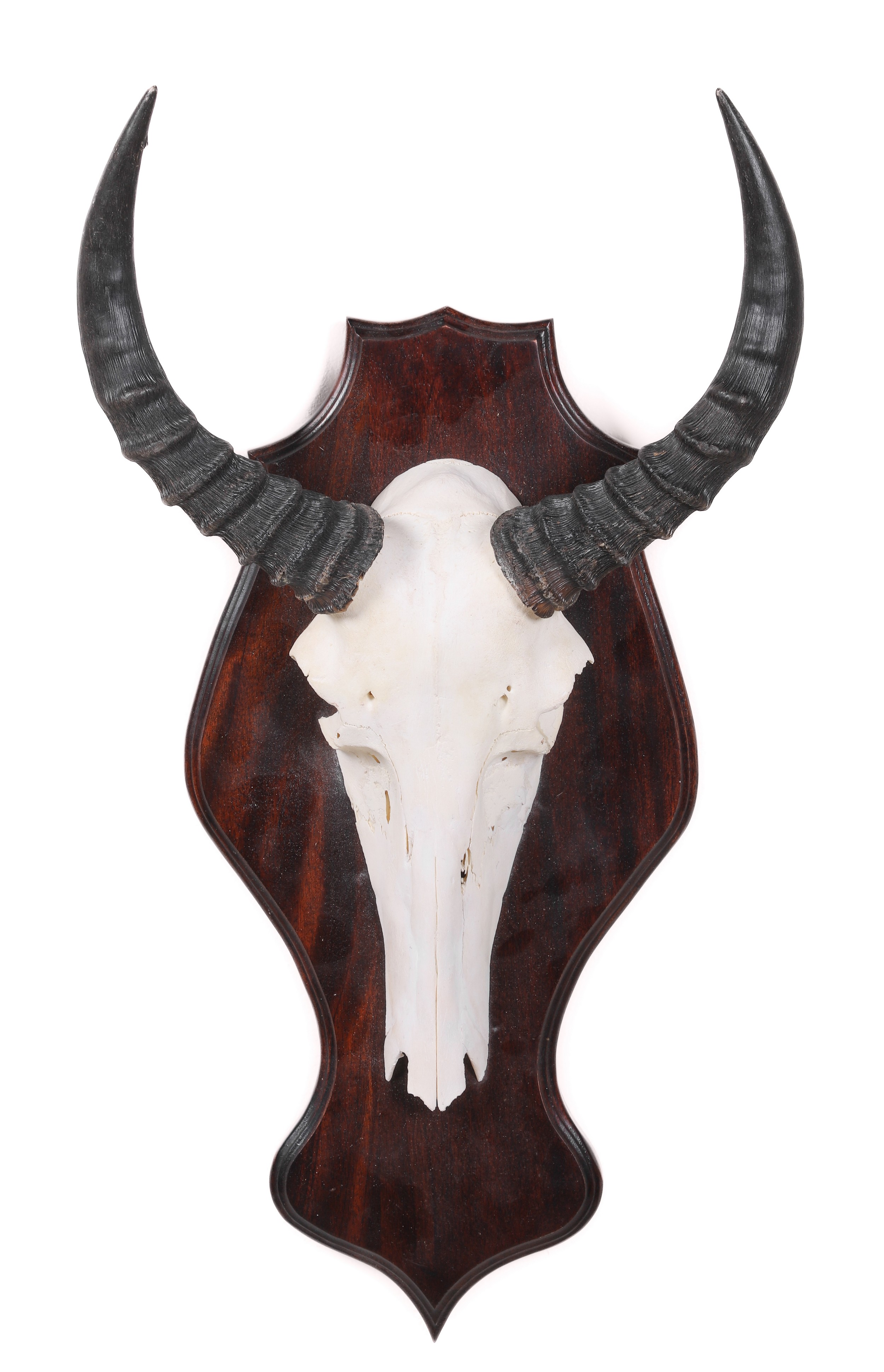 African Antelope skull mount ,