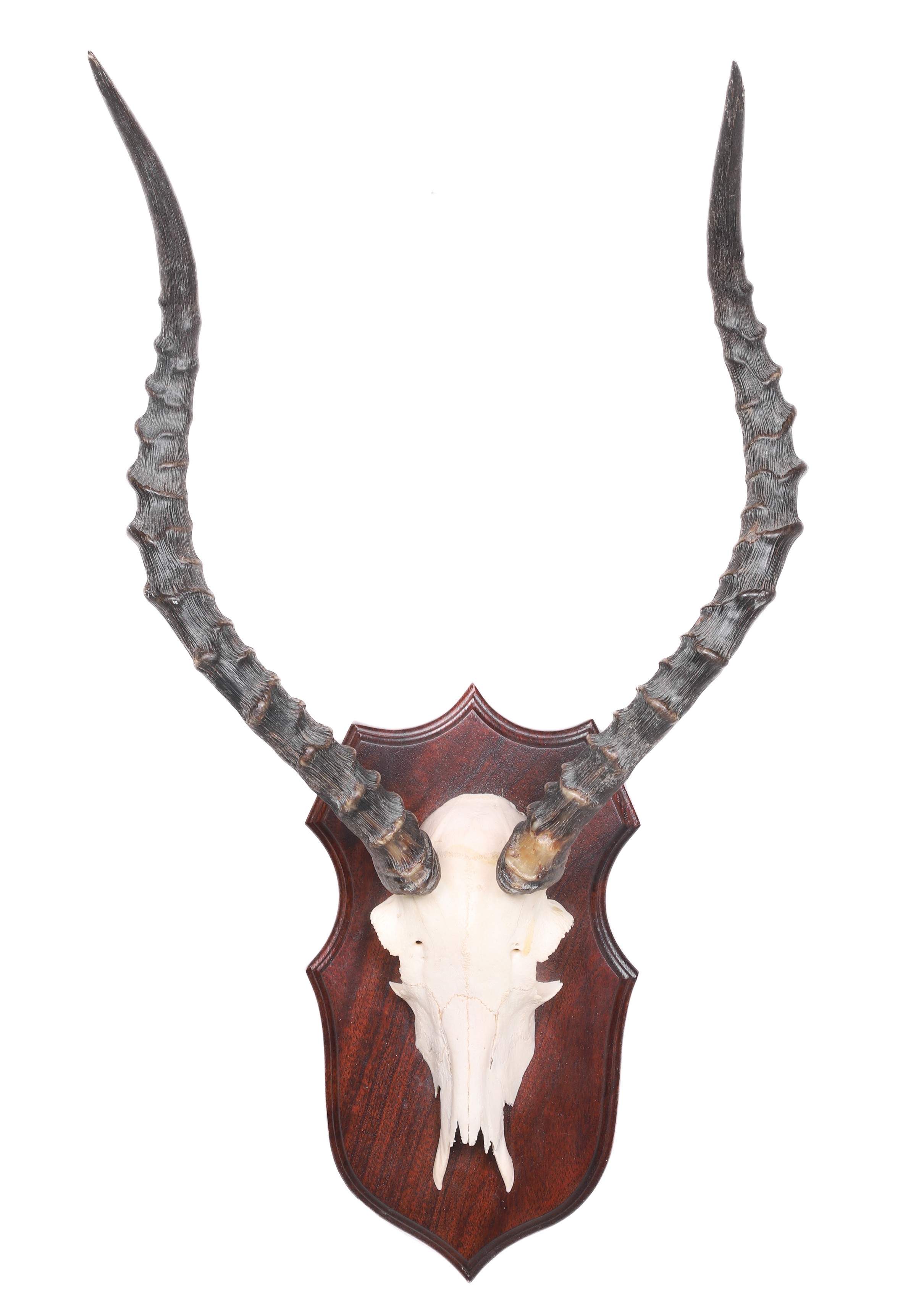 Impala skull mount, mahogany shaped