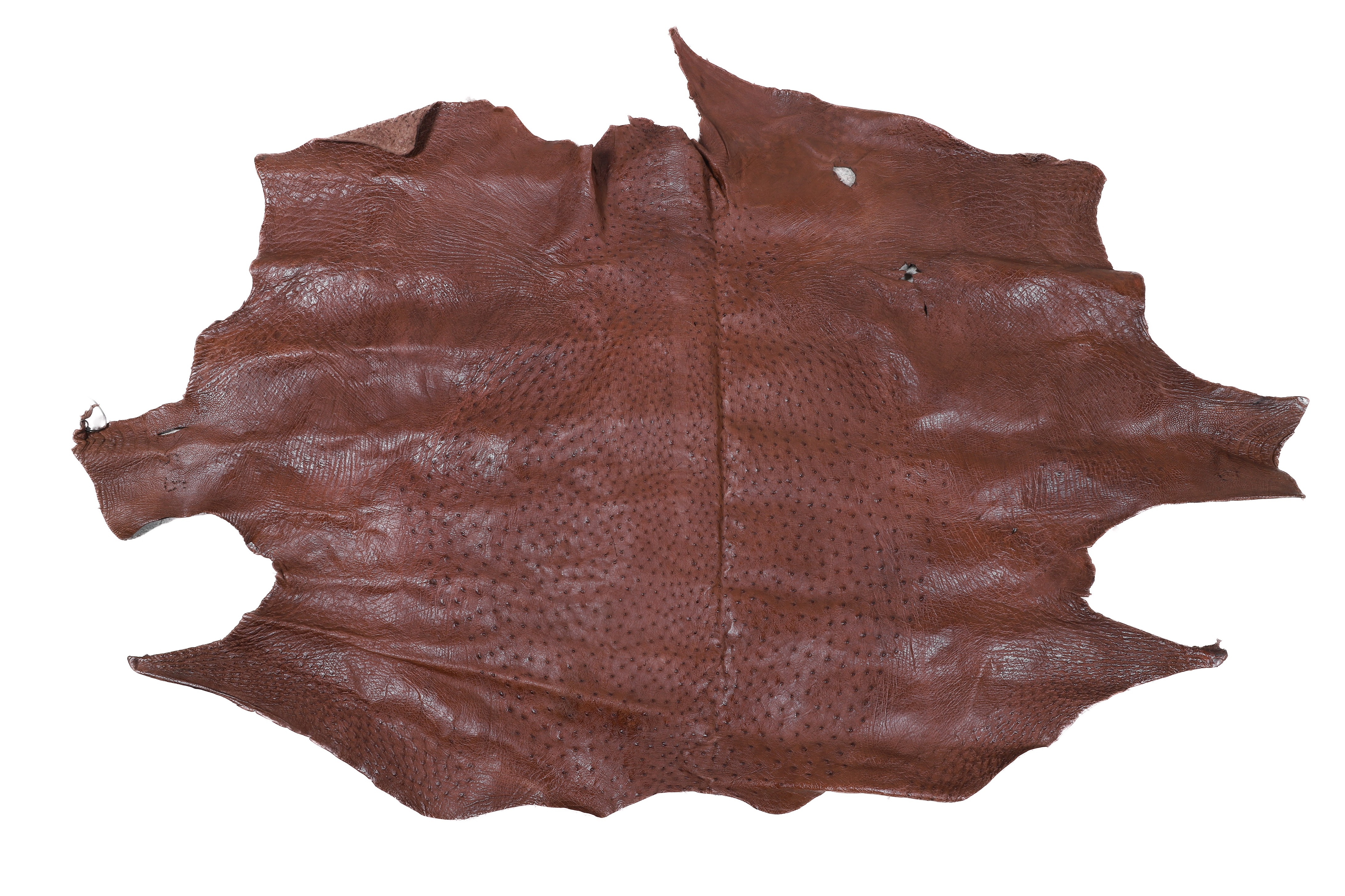 Ostrich flat skin leather tan  27a4c2