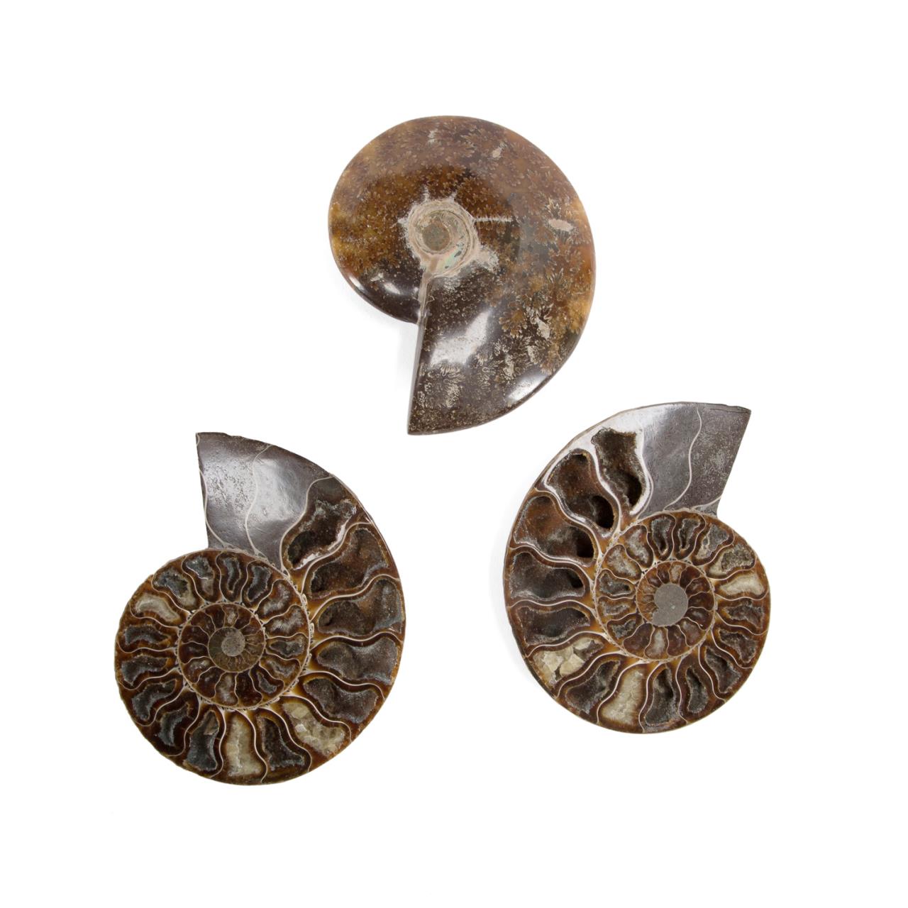 THREE POLISHED AMMONITE FOSSILS 288aa1