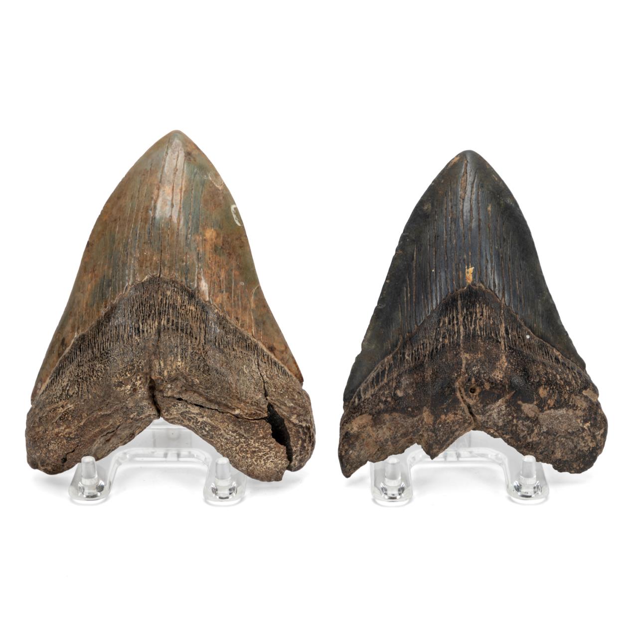 TWO FOSSILIZED MEGALODON SHARK