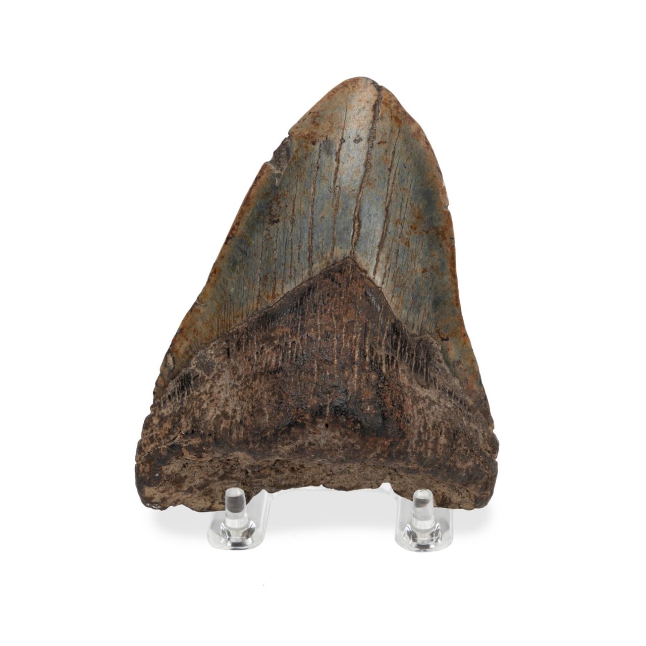 FOSSILIZED MEGALODON SHARK TOOTH 288aa3