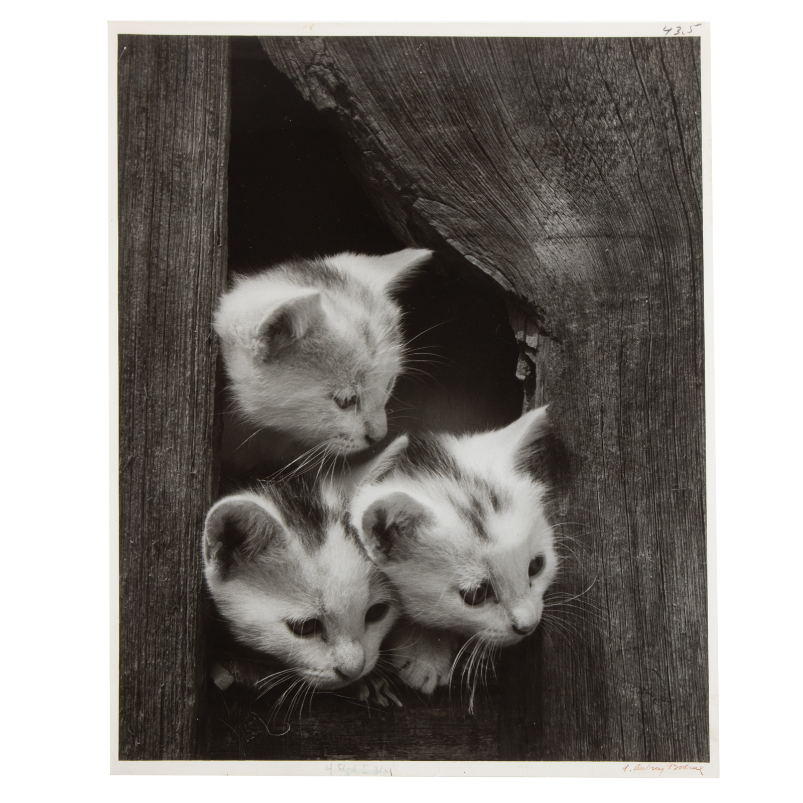 A. AUBREY BODINE. "THREE KITTENS,"