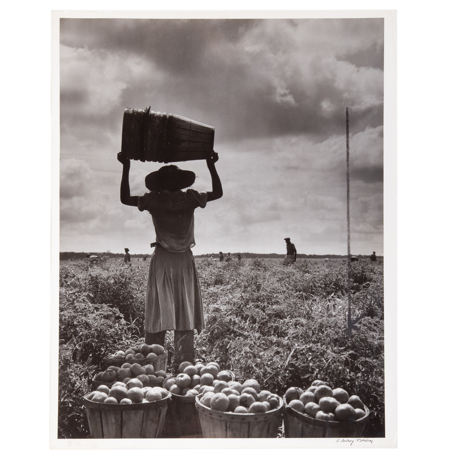 A. AUBREY BODINE. HARVESTERS (American,