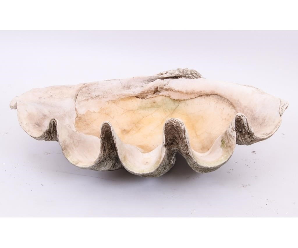 Giant South Pacific clam shell 28a6ac
