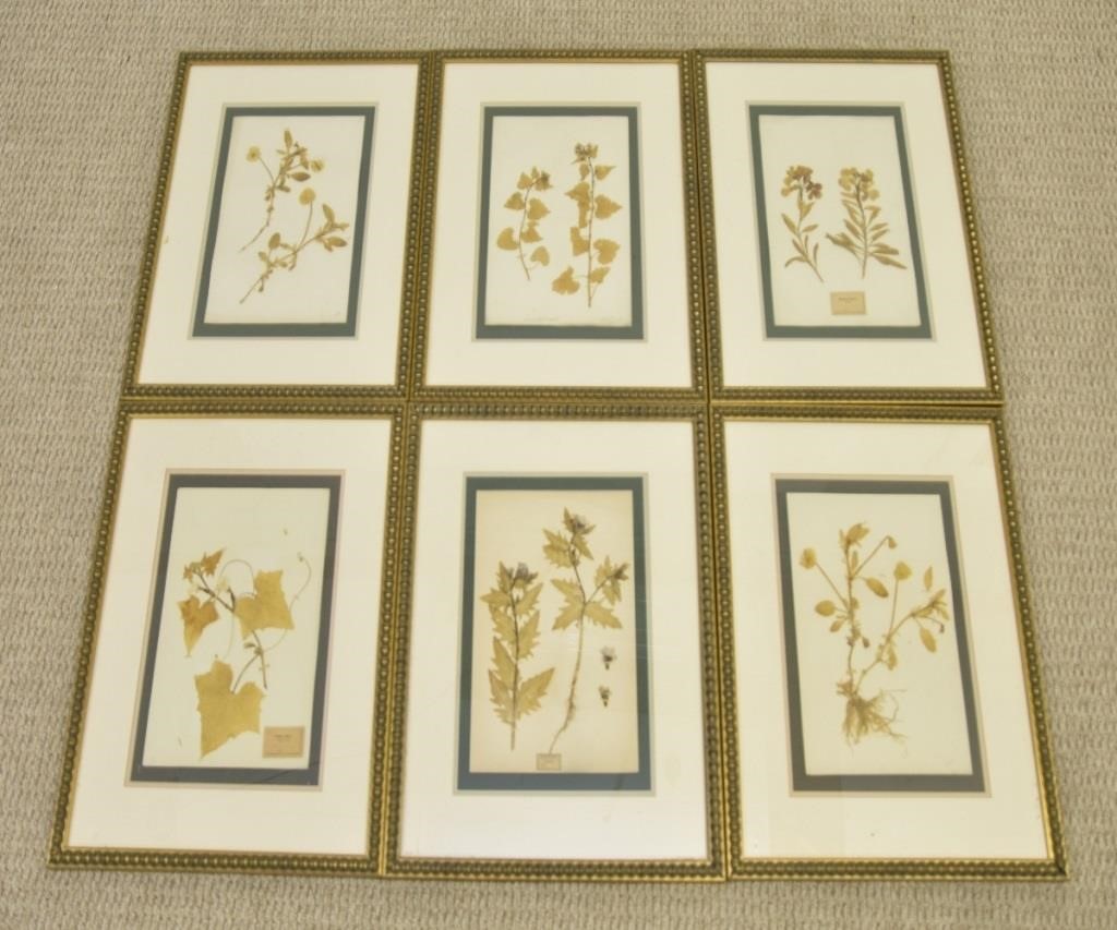 Six framed and matted dried floral