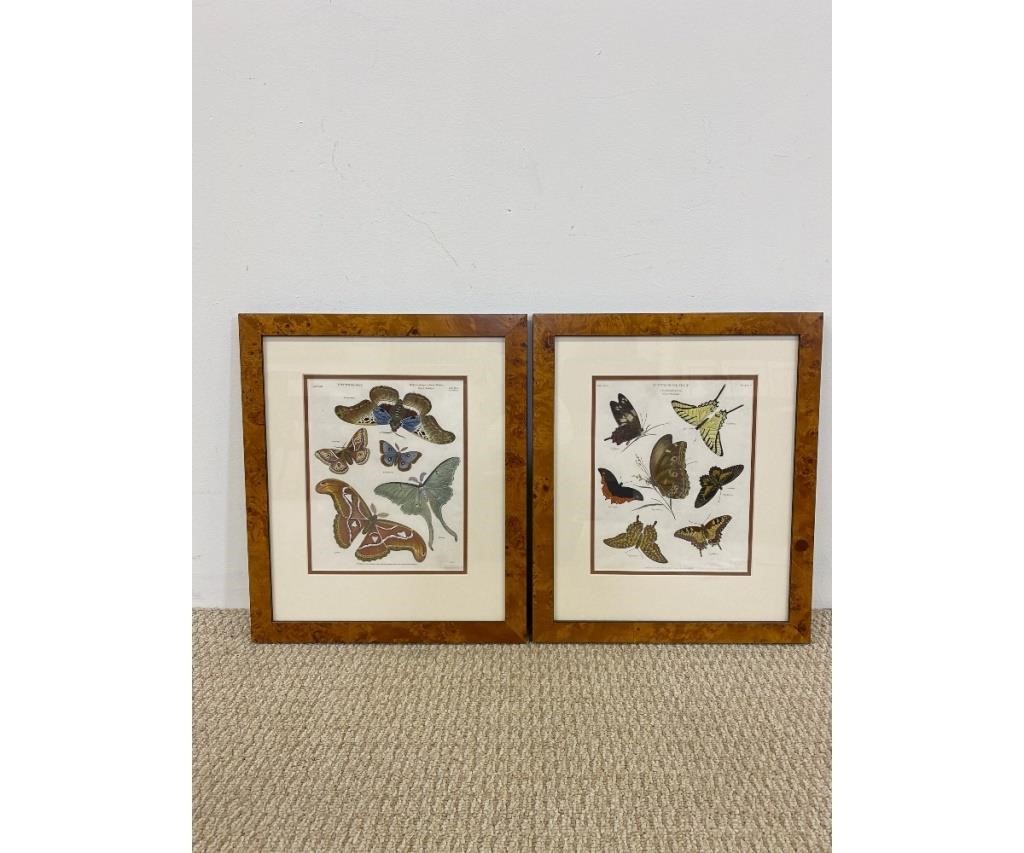 Framed and matted antique entomology