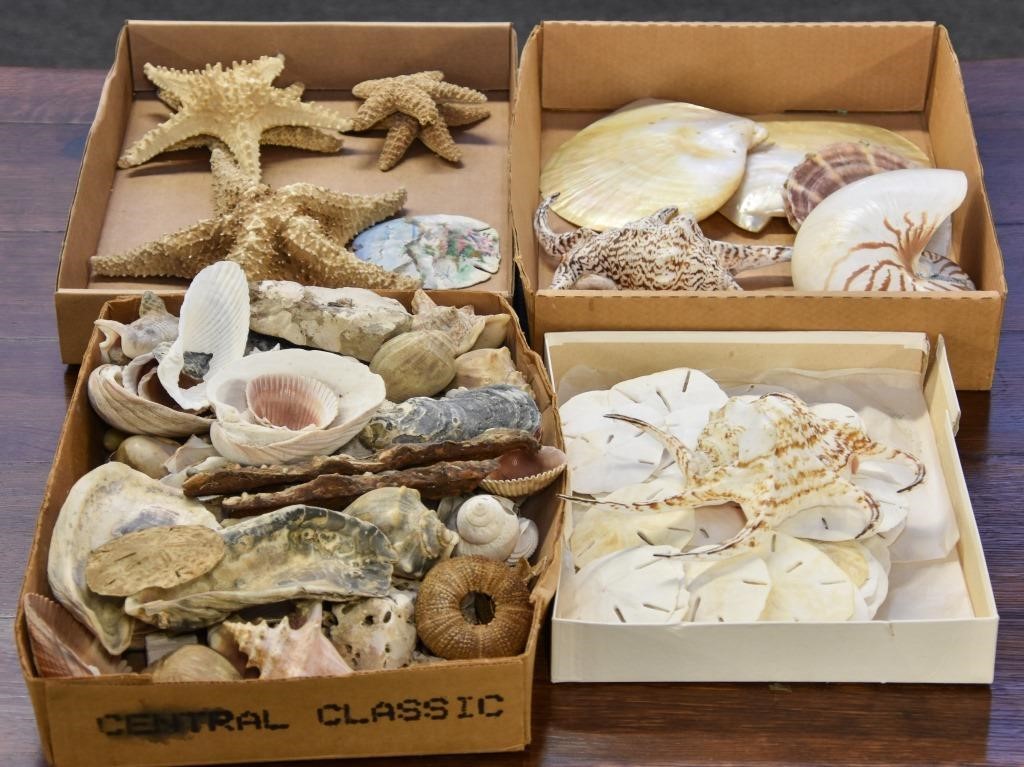 Exotic seashell collection with sand