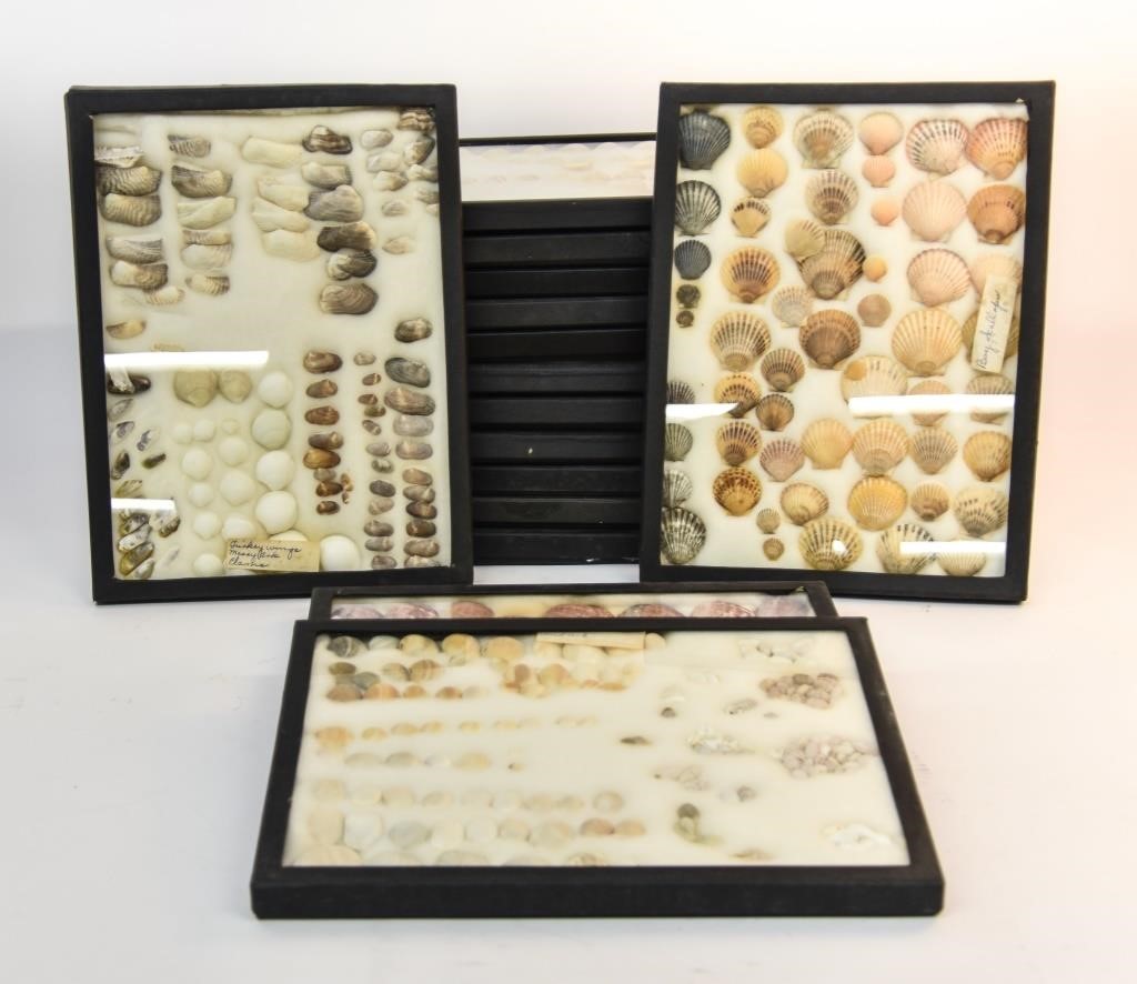 Fifteen flat cases of sea shells, each