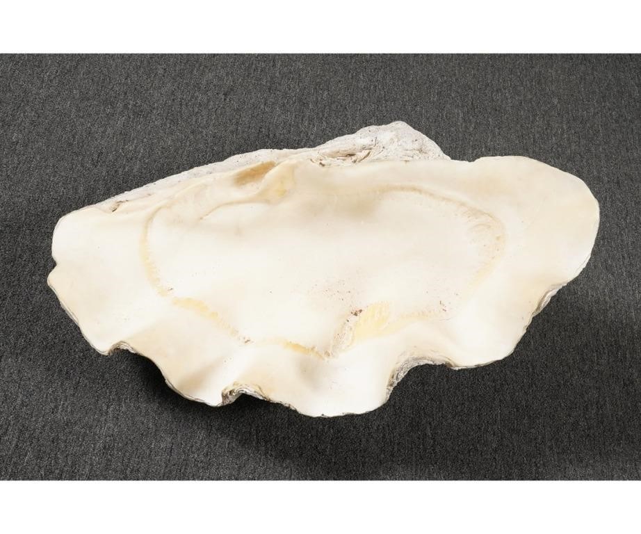 Giant South Pacific clam shell 28a221