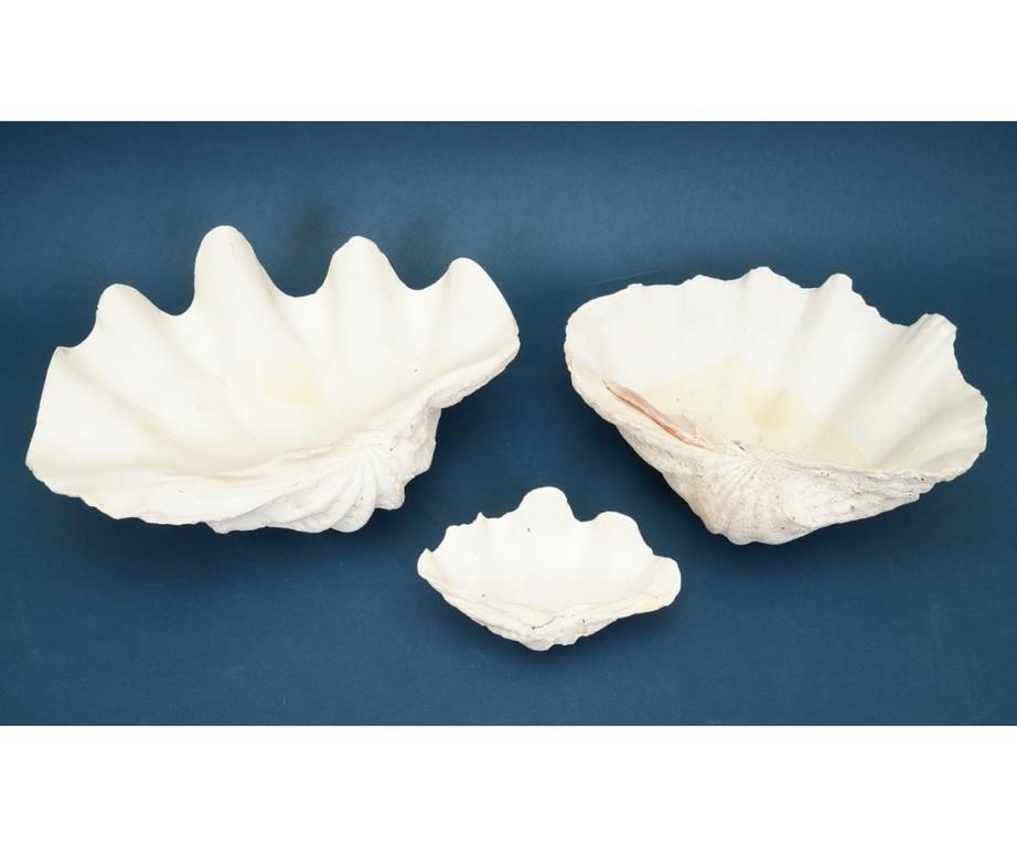 Three South Pacific clam shells