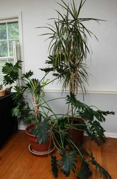 LARGE HOUSE PLANTS, PHILODENDRON
