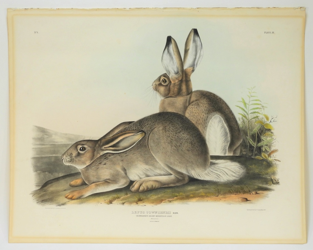 JOHN J. AUDUBON ROCKY MOUNTAIN HARE