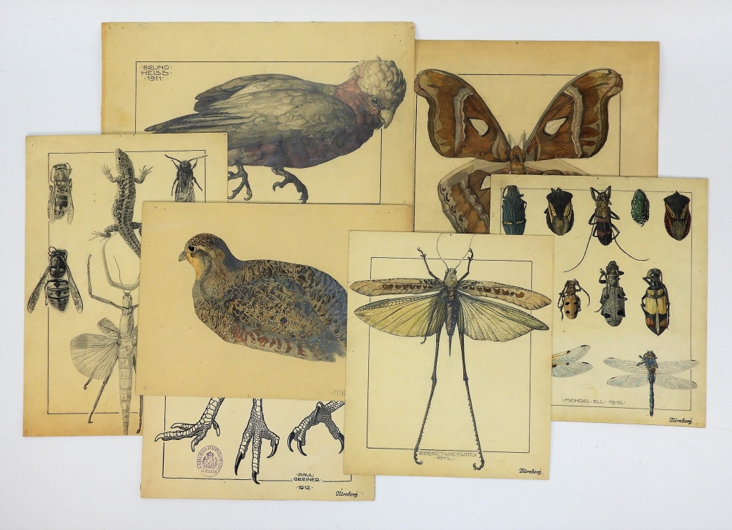 7 GERMAN AVIAN AND INSECT FIGURE 29a47f