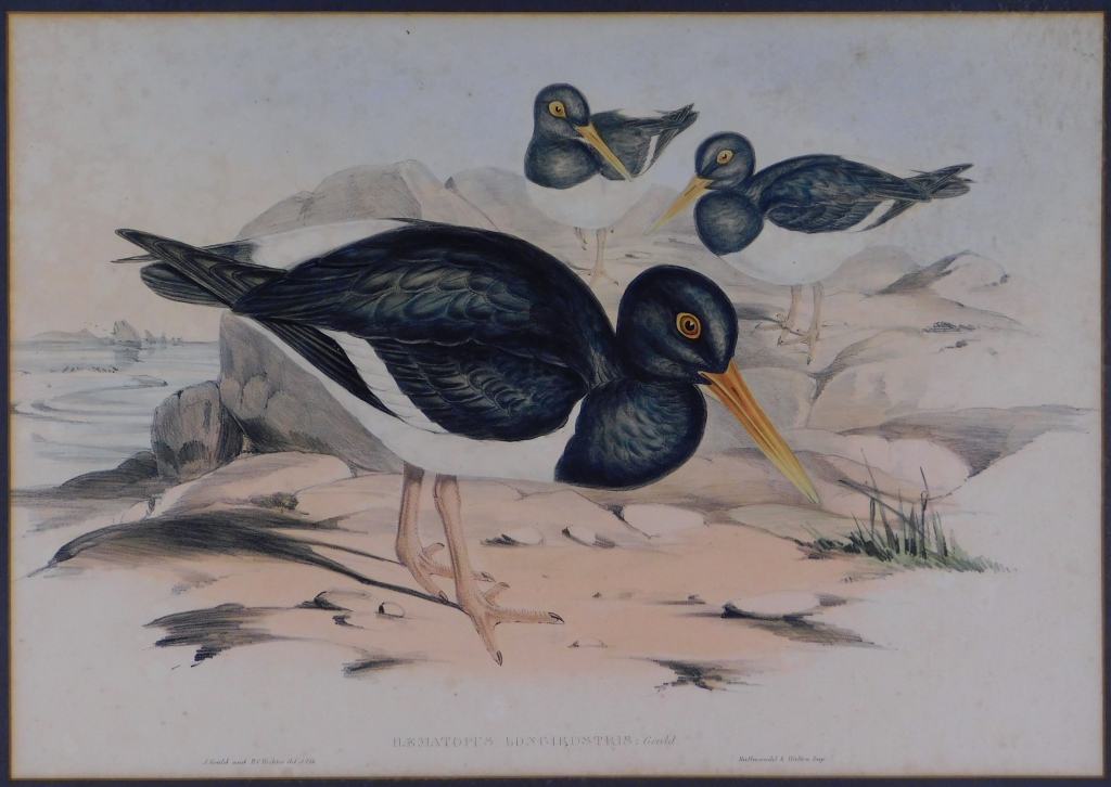 GOULD PIED OYSTERCATCHER HAND COLORED 29c671