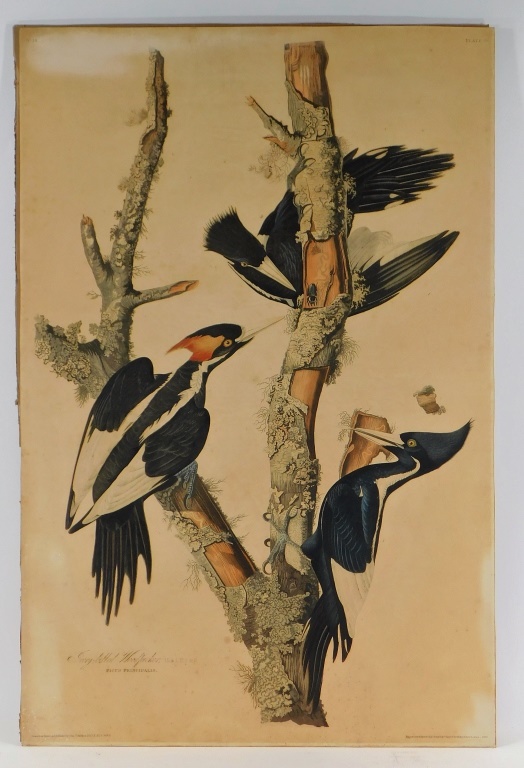 JOHN JAMES AUDUBON IVORY BILLED 29ca32