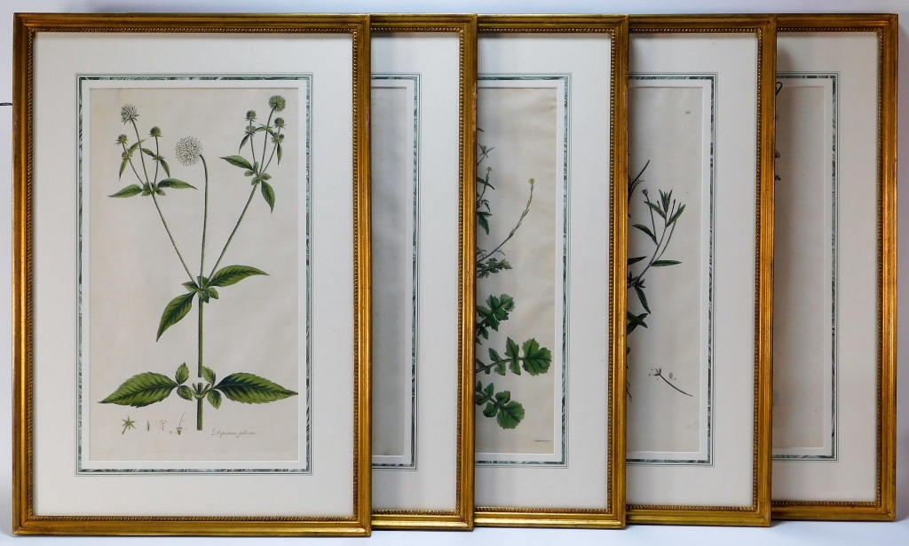 5 JAMES SOWERBY HAND COLORED BOTANICAL