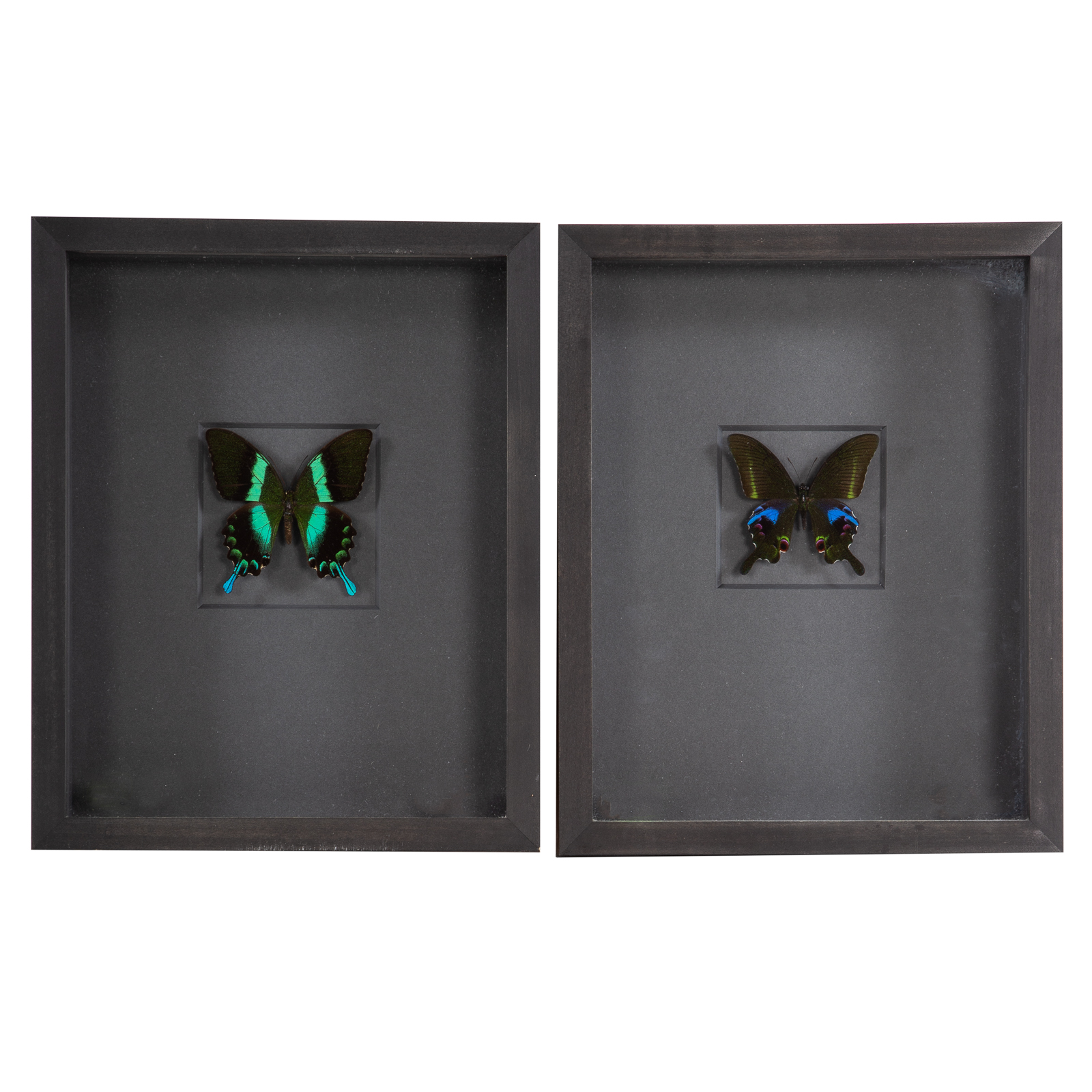 TWO FRAMED BUTTERFLIES 1) "Lime