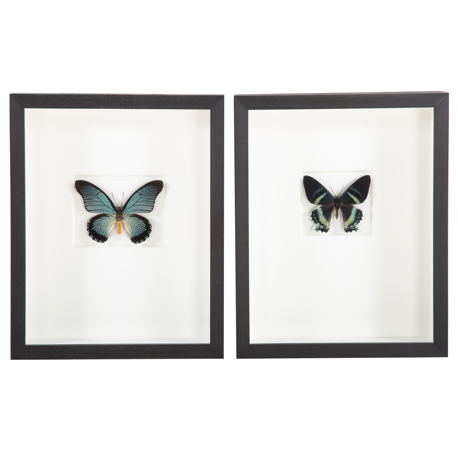 TWO FRAMED BUTTERFLIES 1) "African