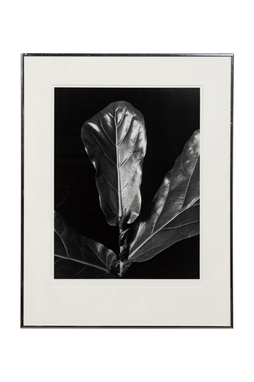 AFTER IMOGEN CUNNINGHAM FICUS 29f64e