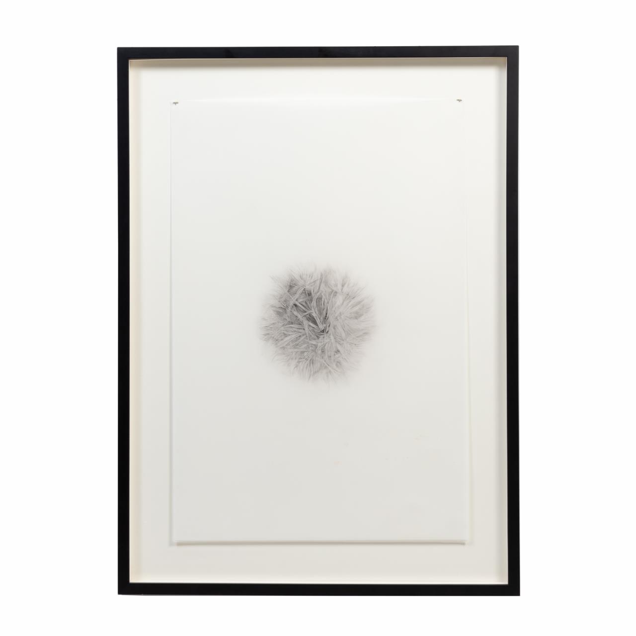 LEANNA REPASS, DANDELION GRAPHITE