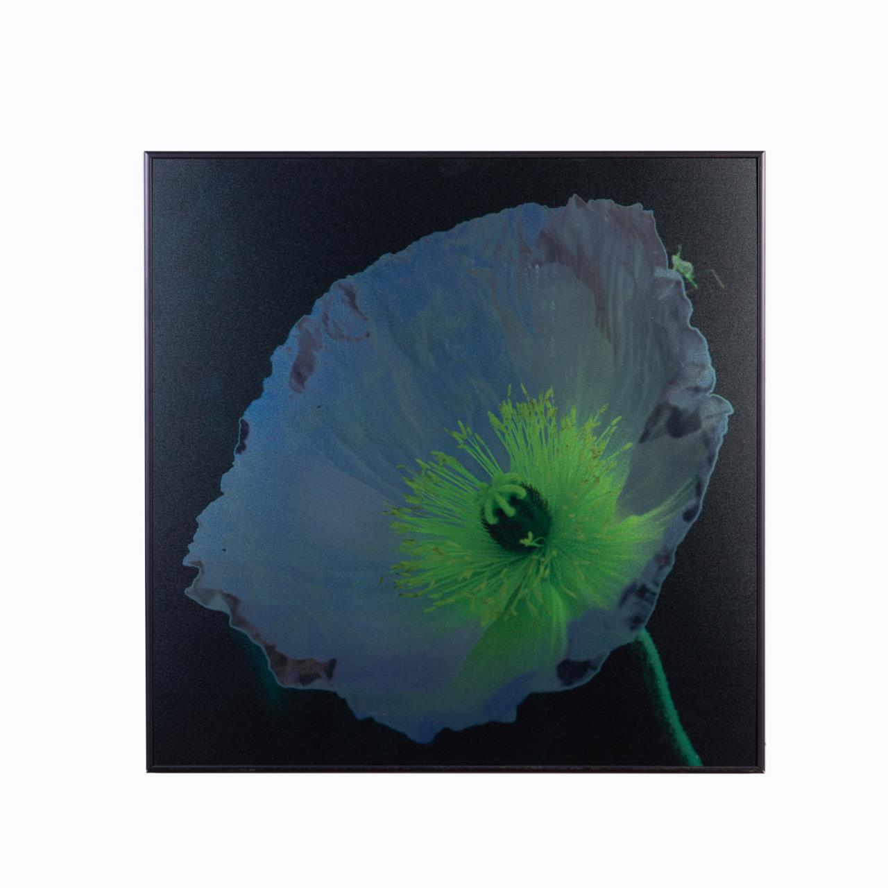 BETTY EDGE METALLIC BLUE POPPY  29f972