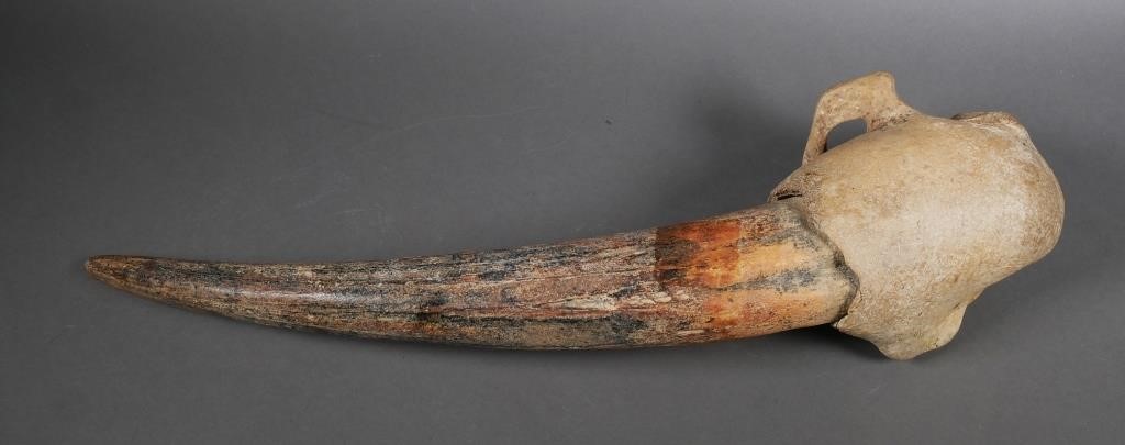 FOSSIL WALRUS IVORY TUSK WITH SKULL