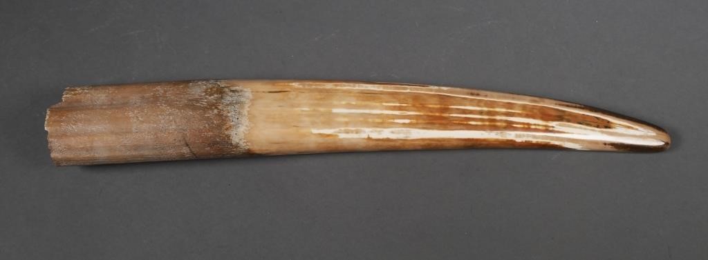 FOSSIL WALRUS IVORY TUSKFossilized