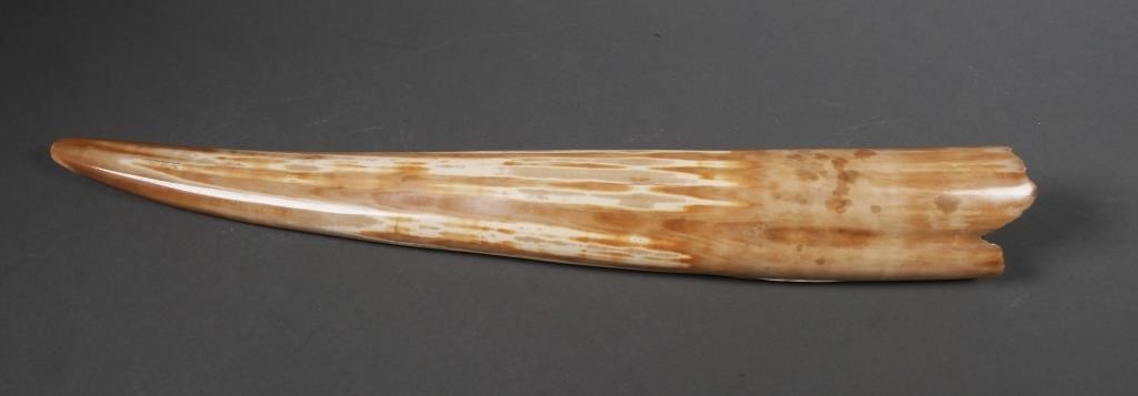 FOSSIL WALRUS IVORY TUSKFossilized