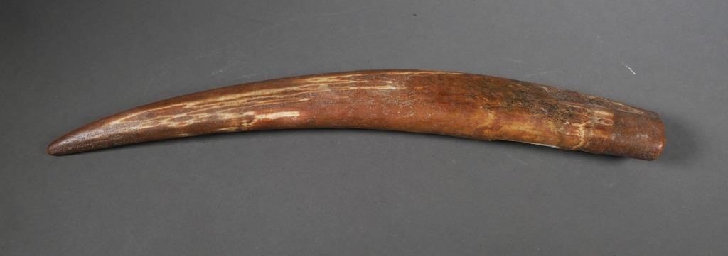 FOSSIL WALRUS IVORY TUSKFossilized walrus